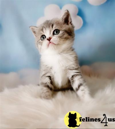 Scottish Fold kitten for sale