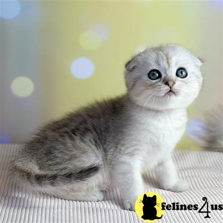 Scottish Fold kitten for sale