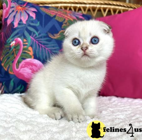 Scottish Fold kitten for sale