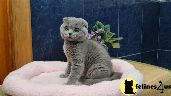 Scottish Fold kitten for sale