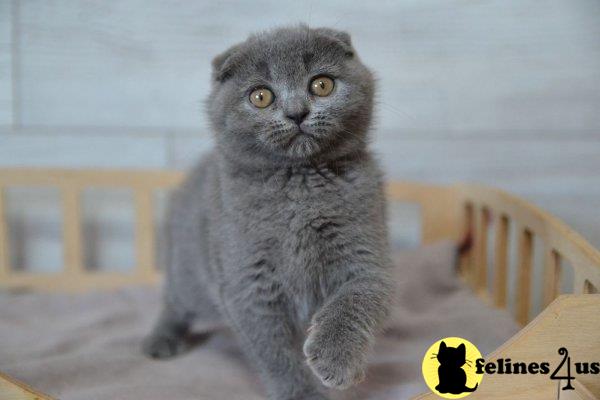 Scottish Fold kitten for sale