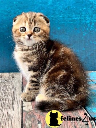 Scottish Fold kitten for sale