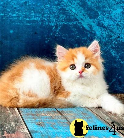 Scottish Fold kitten for sale