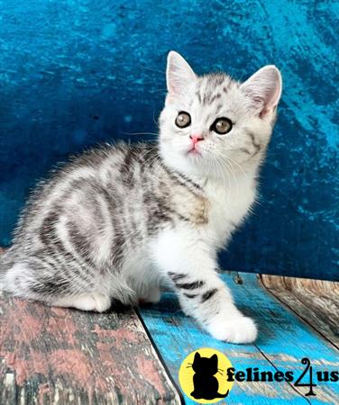 Scottish Fold kitten for sale