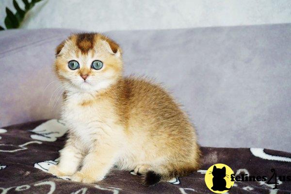 Scottish Fold kitten for sale