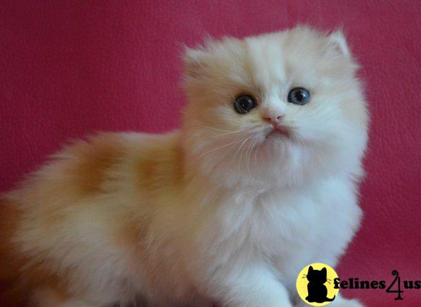 Scottish Fold kitten for sale