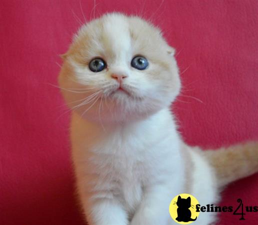 Scottish Fold kitten for sale