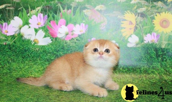 Scottish Fold kitten for sale