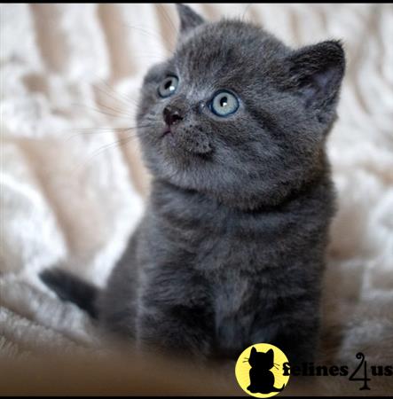 Scottish Fold kitten for sale