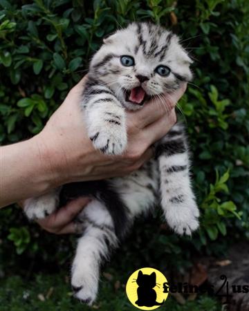 Scottish Fold kitten for sale