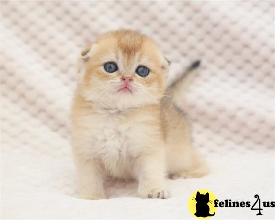 Scottish Fold kitten for sale