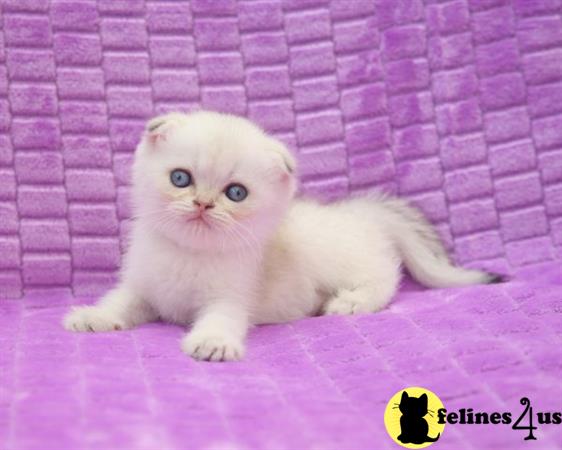 Scottish Fold kitten for sale