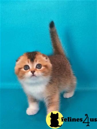 Scottish Fold kitten for sale