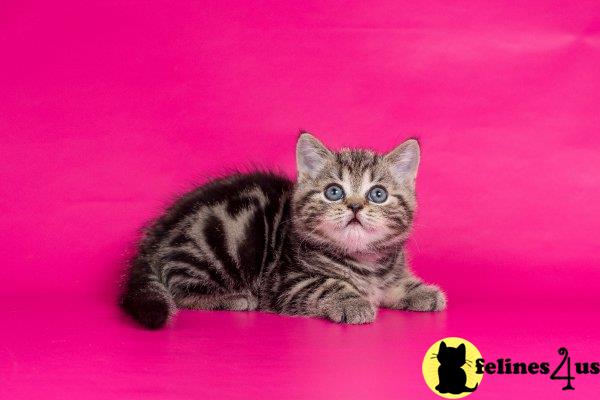 Scottish Fold kitten for sale