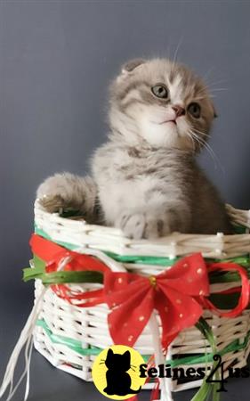 Scottish Fold kitten for sale