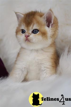 Scottish Fold kitten for sale