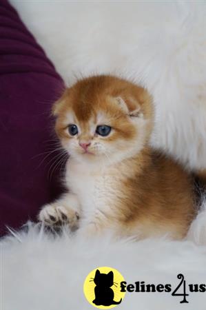 Scottish Fold kitten for sale