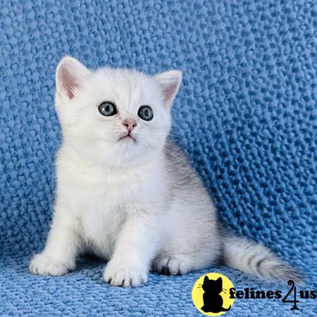 Scottish Fold kitten for sale