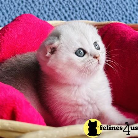 Scottish Fold kitten for sale