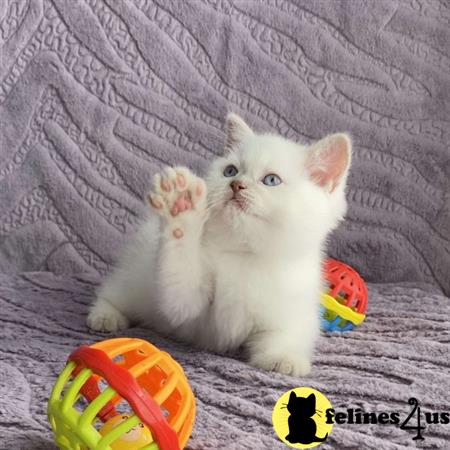 Scottish Fold kitten for sale