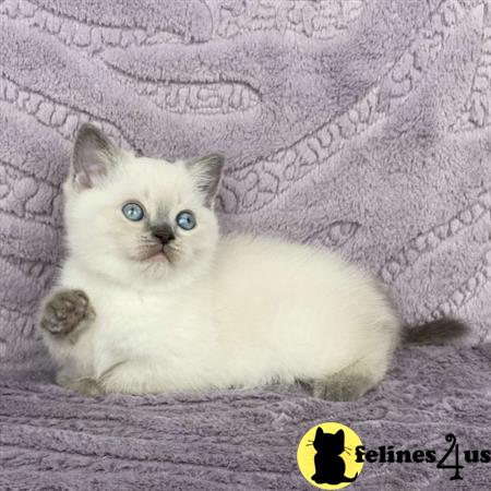 Scottish Fold kitten for sale