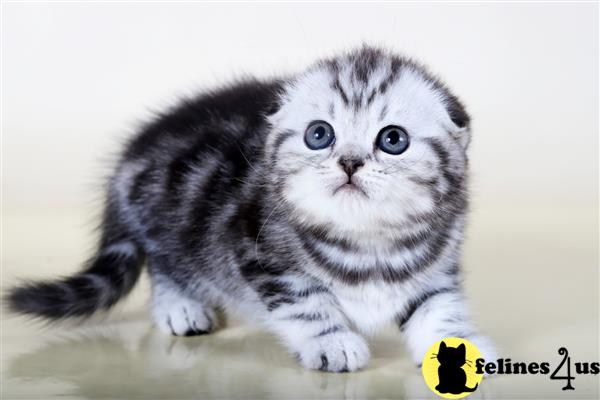 Scottish Fold kitten for sale