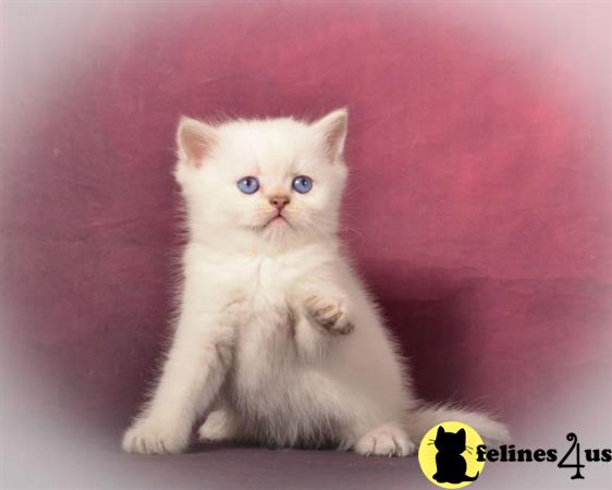 Scottish Fold kitten for sale