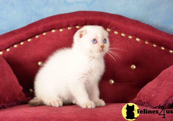 Scottish Fold kitten for sale