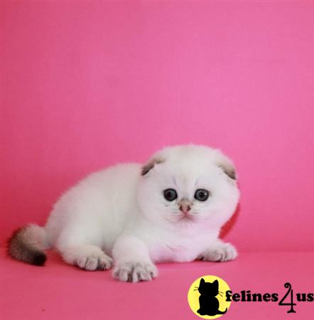 Scottish Fold kitten for sale