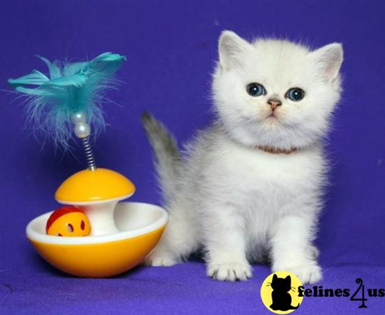 Scottish Fold kitten for sale