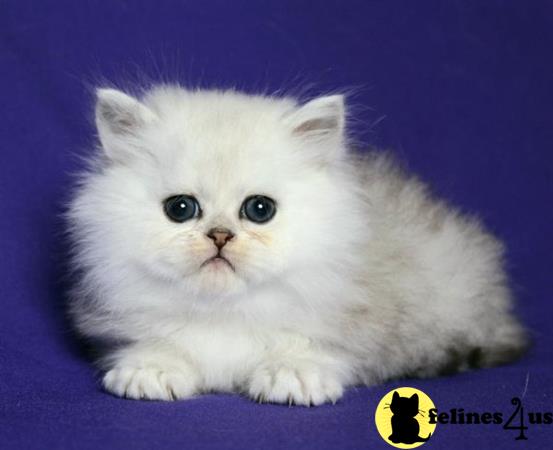 Scottish Fold kitten for sale