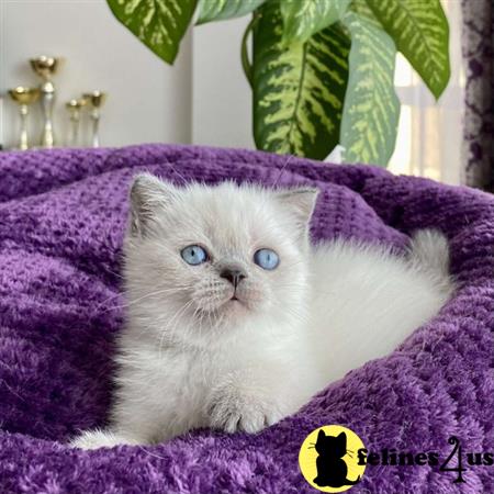 Scottish Fold kitten for sale