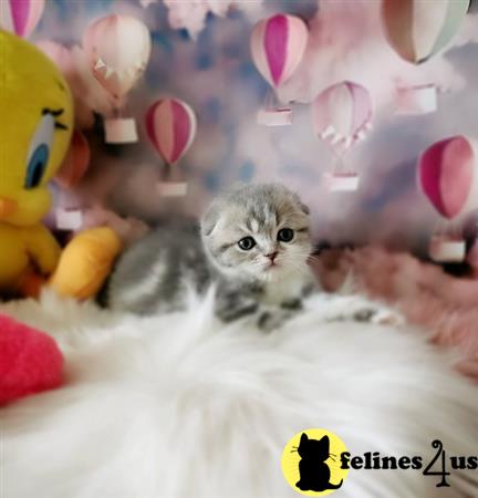 Scottish Fold kitten for sale