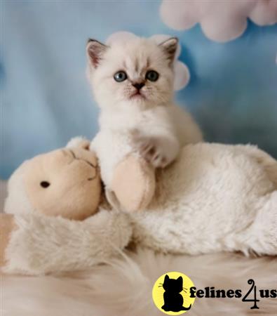 Scottish Fold kitten for sale