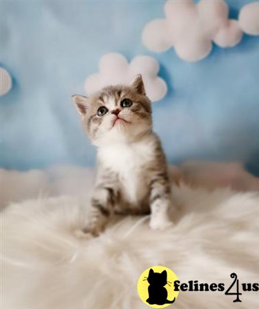 Scottish Fold kitten for sale