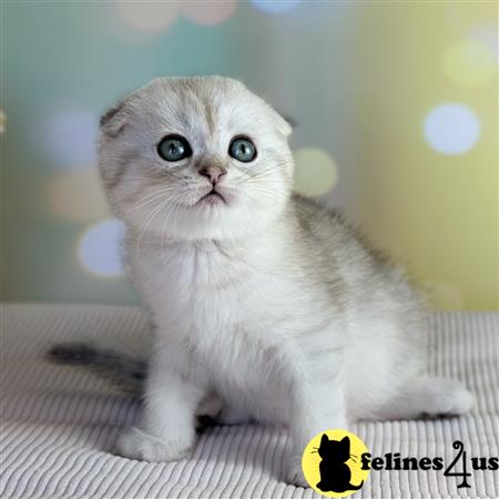 Scottish Fold kitten for sale