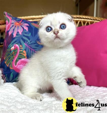 Scottish Fold kitten for sale