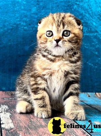 Scottish Fold kitten for sale