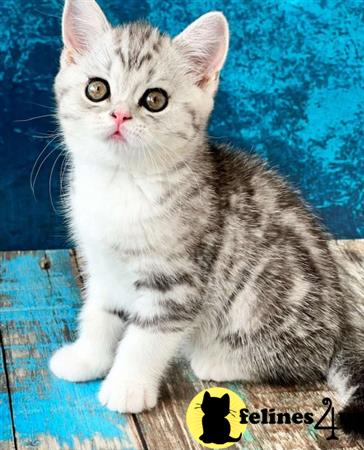 Scottish Fold kitten for sale