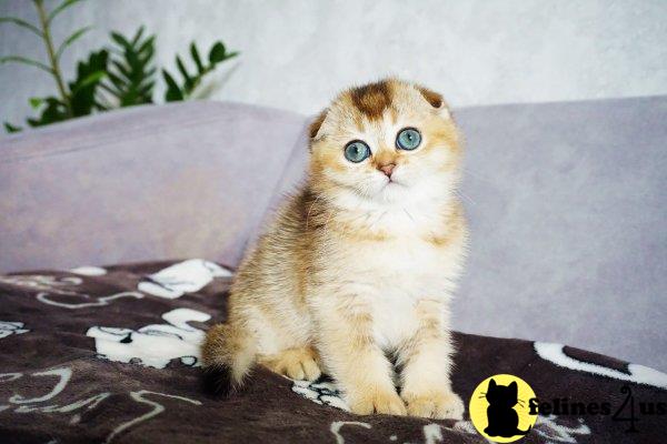 Scottish Fold kitten for sale