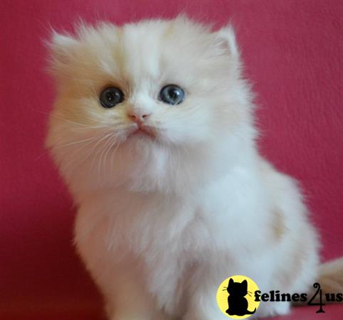 Scottish Fold kitten for sale