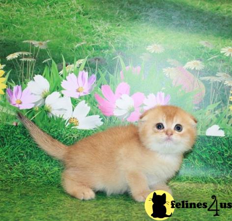 Scottish Fold kitten for sale