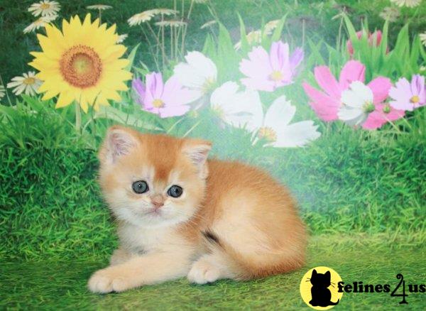 Scottish Fold kitten for sale