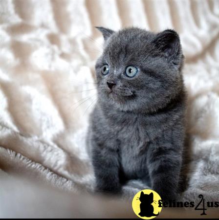 Scottish Fold kitten for sale