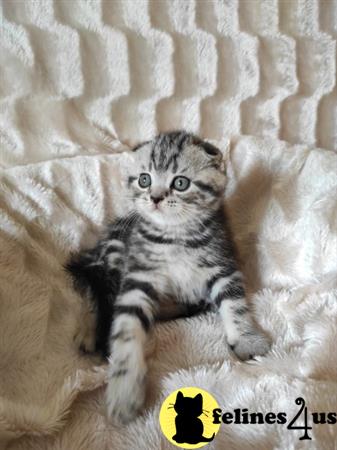 Scottish Fold kitten for sale