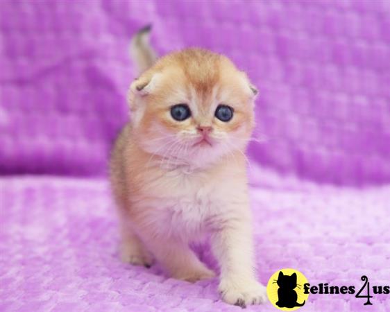 Scottish Fold kitten for sale