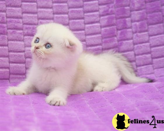 Scottish Fold kitten for sale