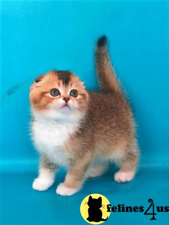 Scottish Fold kitten for sale