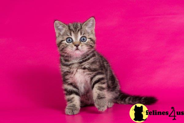 Scottish Fold kitten for sale