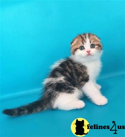 Scottish Fold kitten for sale